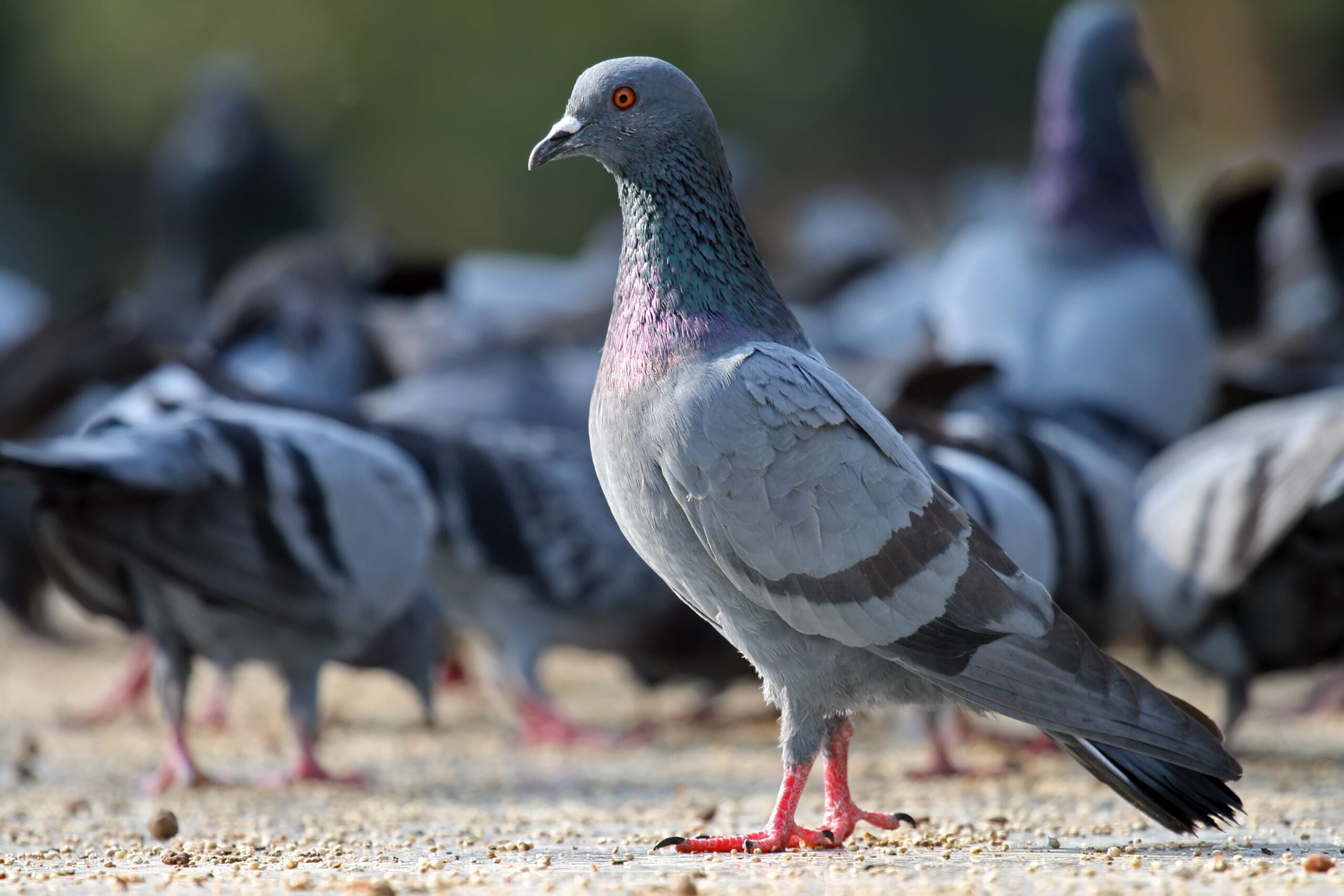 Dépigeonnage dans le Vaucluse