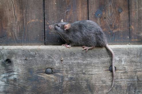 Comment se débarrasser des souris et des rats - Eden Vert 3D Val d'Oise